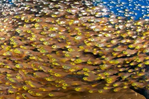 Shoaling glassfish (Parapriacanthus sp.) shoal, Maldives, Indian Ocean Shoaling glassfish (Parapriacanthus sp.) shoal, Maldives, Indian Ocean