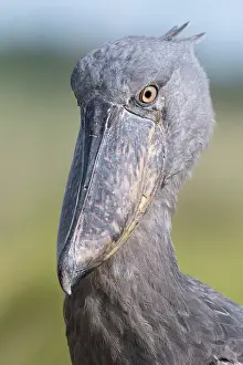 Bog Bird Prints: Shoebill (Balaeniceps rex) female, head portrait, Mabamba Swamp, Uganda