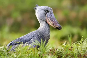 2018 September Highlights Collection: Shoebill (Balaeniceps rex) portrait. Swamps of Mabamba, Lake Victoria, Uganda