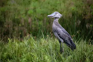 Bog Bird Prints: Shoebill (Balaeniceps rex) standing on wetland vegetation, Mabamba swamp, Uganda