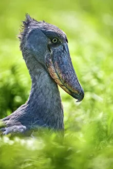 Images Dated 16th August 2022: Shoebill (Balaeniceps rex) in swampland, head portrait, Mabamba, Lake Victoria, Uganda, Africa