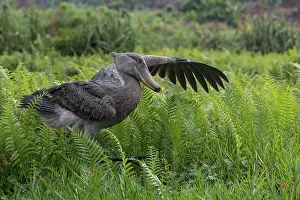 Bog Bird Prints: Shoebill (Balaeniceps rex) walking through swamp