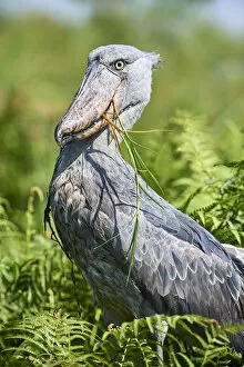 Images Dated 18th July 2018: Shoebill stork (Balaeniceps rex) after eating a Spotted African lungfish in the swamps of Mabamba