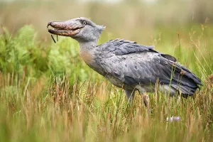 Bog Bird Prints: Shoebill stork (Balaeniceps rex) eating a fish in the swamps of Mabamba, Lake Victoria