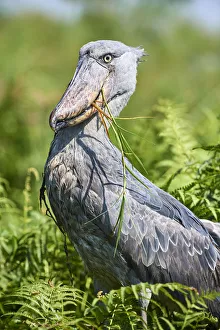 Shoebill stork (Balaeniceps rex) after eating a Spotted African lungfish in the swamps of Mabamba