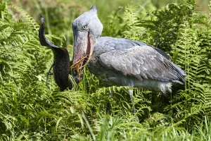 Shoebill stork (Balaeniceps rex) feeding on a Spotted African lungfish (Protopterus
