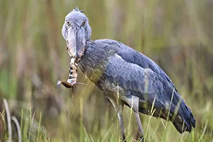 Shoebill stork (Balaeniceps rex) feeding on a Spotted African lungfish (Protopterus
