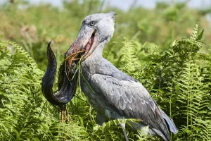 Shoebill stork (Balaeniceps rex) female feeding on a Spotted African lungfish (Protopterus