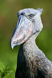 2018 September Highlights Gallery: Shoebill stork (Balaeniceps rex) portrait. Swamps of Mabamba, Lake Victoria, Uganda