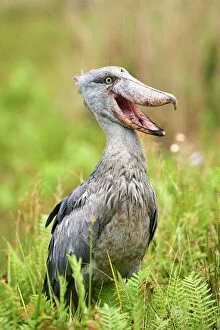 2020 August Highlights Collection: Shoebill stork (Balaeniceps rex) in the swamps of Mabamba, Lake Victoria, Uganda