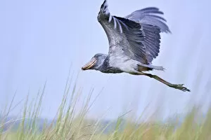 Shoebill stork flying (Balaeniceps rex) in the swamps of Mabamba, Lake Victoria, Uganda