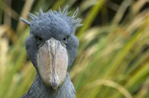 Storks Prints: Shoebill / Whale headed stork (Balaeniceps rex) head portrait, captive