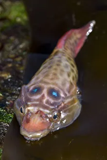 North Atlantic Prints: Shore Clingfish (Lepadogaster lepadogaster). Channel Islands, UK, April