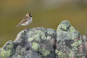 Varanger Prints: Shore lark (Eremophila alpestris) perched on a lichen-covered rock, Varanger, Norway. July