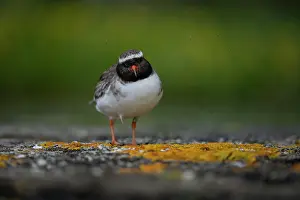 True Plover Prints: Shore plover (Thinornis novaeseelandiae) female