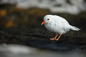 True Plover Prints: Shore plover (Thinornis novaeseelandiae) leucistic male