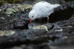 True Plover Prints: Shore plover (Thinornis novaeseelandiae) leucistic male