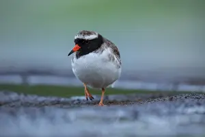 True Plover Prints: Shore plover (Thinornis novaeseelandiae) male
