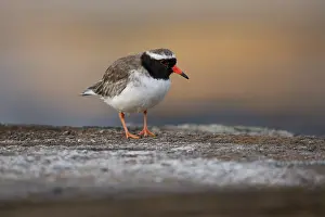 True Plover Prints: Shore plover (Thinornis novaeseelandiae) male
