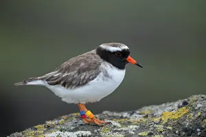 True Plover Prints: Shore plover (Thinornis novaeseelandiae) male
