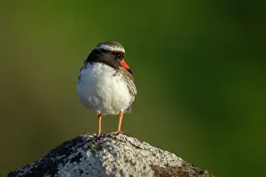 True Plover Prints: Shore plover (Thinornis novaeseelandiae) male