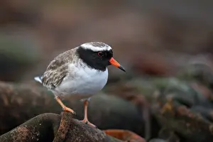 True Plover Prints: Shore plover (Thinornis novaeseelandiae) male