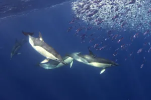 Delphinus Prints: Short-beaked common dolphin (Delphinus delphis) feeding on Snipe fish