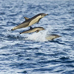 Short-beaked common dolphin (Delphinus delphis) leaping over waves, Baja, California, USA, January