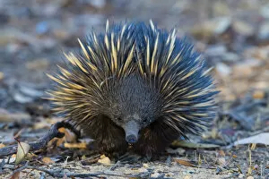 Images Dated 11th January 2022: Short-beaked echidna (Tachyglossus aculeatus) foraging in leaf litter, Dryandra Woodland