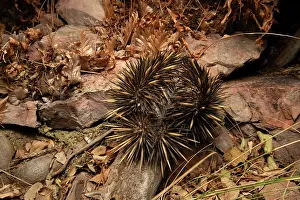 Nocturnal Prints: Short-beaked echidna (Tachyglossus aculeatus) active at night in a sandstone gorge