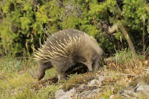 Short-beaked echidna (Tachyglossus aculeatus) digging, Tasmania, Australia
