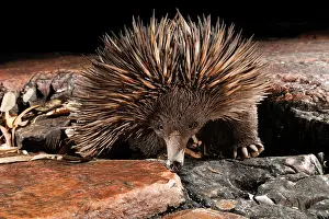 Tachyglossus Prints: Short-beaked echidna (Tachyglossus aculeatus) exploring the base of a deep sandstone gorge at night