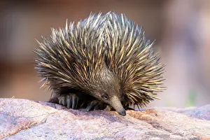 Nocturnal Prints: Short-beaked echidna (Tachyglossus aculeatus) resting on rock during the day
