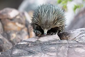 Tachyglossus Prints: Short-beaked echidna (Tachyglossus aculeatus) returning to its daytime den