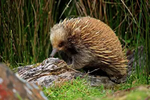 Spike Prints: Short-beaked echidna (Tachyglossus aculeatus) searching for food in an old