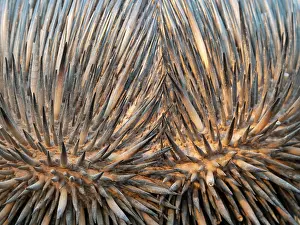Tachyglossus Prints: Short-beaked echidna (Tachyglossus aculeatus) spines detail