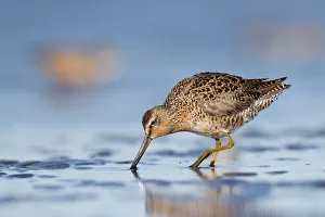 Short-billed Dowitcher (Limnodromus griseus) on mudflats. Grays Harbor County, Washington