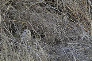 Andres M Dominguez Gallery: Short-eared owl (Asio flammeus) camouflaged, Donana Natural Park, Andalusia, Spain