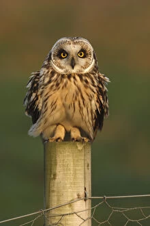 Images Dated 27th February 2009: Short eared owl (Asio flammeus) on fence post, South Yorkshire, UK