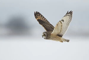 Short-eared owl (Asio flammeus) in flight, Worlaby Carr, Lincolnshire, England, UK