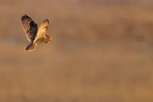 Bogs Prints: Short eared owl (Asio flammeus) in flight, hunting, Essex, UK, January