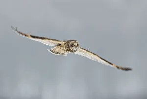 Images Dated 4th December 2010: Short-eared owl (Asio flammeus) in flight, Worlaby Carr, Lincolnshire, England, UK, December