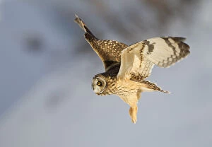 Images Dated 5th December 2010: Short-eared owl (Asio flammeus) in flight. Worlaby Carr, Lincolnshire, England, UK