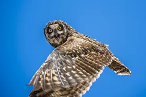 Images Dated 2nd June 2020: Short-eared owl (Asio flammeus) in flight, Santa Fe Island, Galapagos