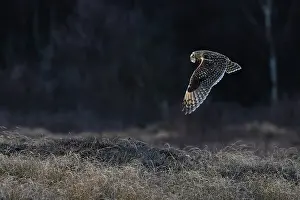 Asio Prints: Short-eared owl (Asio flammeus) in flight, Winterton, Norfolk, England, UK. January