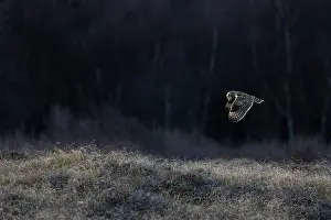 Asio Prints: Short-eared owl (Asio flammeus) in flight, Winterton, Norfolk, England, UK. January