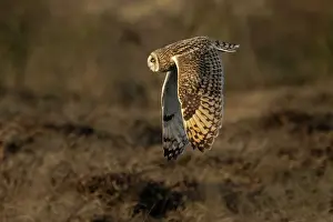 Asio Prints: Short-eared owl (Asio flammeus) in flight, Winterton Norfolk, UK. January