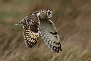 Asio Prints: Short-eared owl (Asio flammeus) in flight