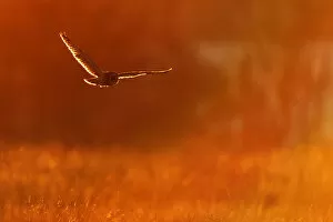 Orange Gallery: Short eared owl (Asio flammeus) in flight, hunting, Essex, UK, January