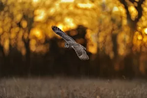 Short eared owl (Asio flammeus) in flight, hunting, Essex, UK, January